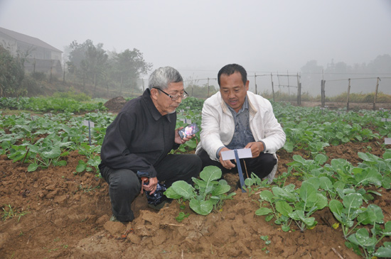 沈昌?。焊缸酉嗬^35年研究雜交油菜 離夢(mèng)想還有“一大步”