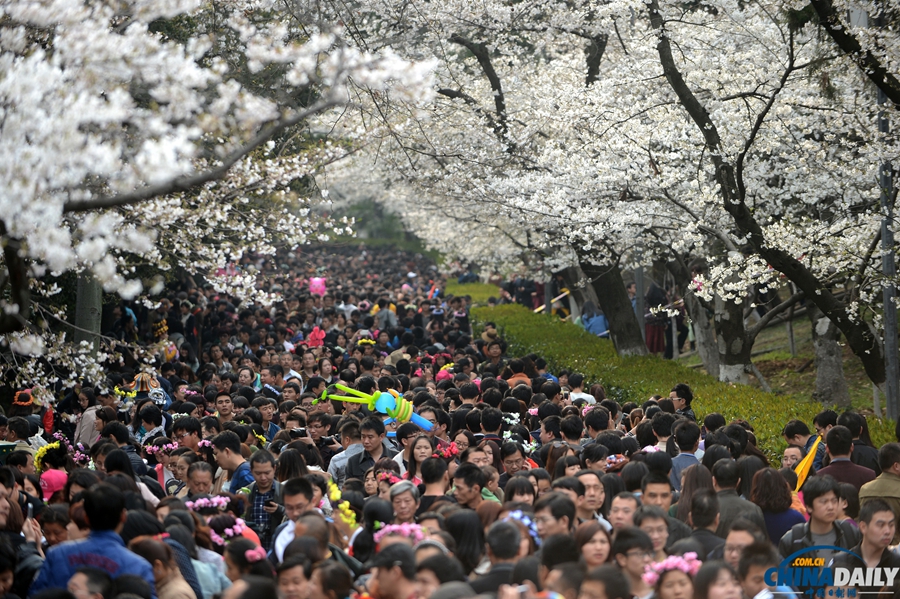 湖北武漢:武大櫻花開 校園成公園