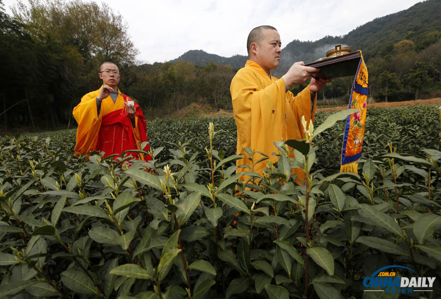 “法凈禪茶”開始采摘