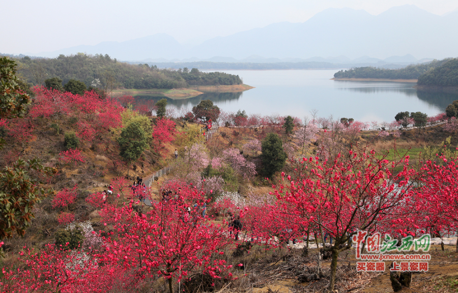 “第六屆全國網(wǎng)絡媒體江西游”采訪團暢游桃花島