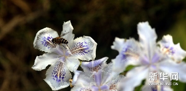 蝴蝶花開(kāi)俏長(zhǎng)沙