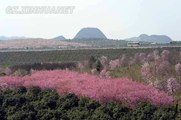 陽春三月 清鎮(zhèn)多彩花海醉游客