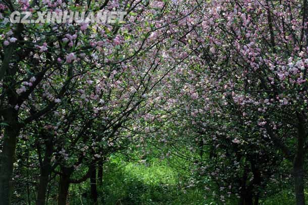 陽春三月 清鎮多彩花海醉游客
