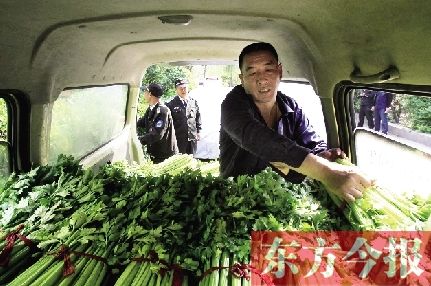 河南中牟再現菜賤傷農