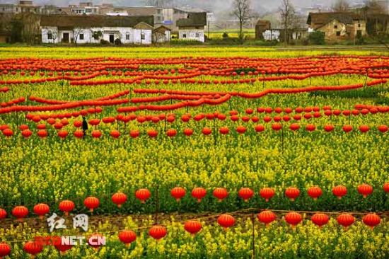 油菜花地6000盞燈籠拼成神農畫像
