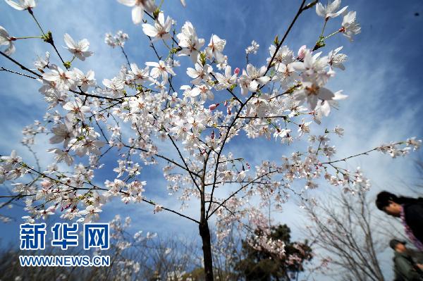 日本國花櫻花北京綻放（組圖）