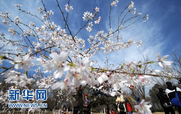 日本國(guó)花櫻花北京綻放（組圖）