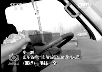 河北山東多地生豬檢疫形同虛設(shè) 養(yǎng)殖戶自己不吃