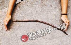 重慶綦江發現“史前巨型蚯蚓” 像蛇一樣長
