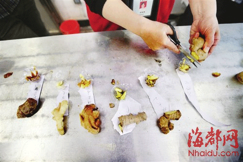 福州職能部門快速抽檢17樣品 暫未發現“毒生姜”
