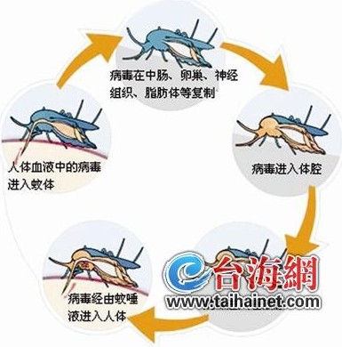 疾控專家赴全省檢查督導(dǎo) 加強登革熱防控工作