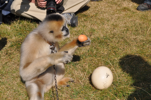 云南野生動(dòng)物園元旦開(kāi)“尋蛋大會(huì)”