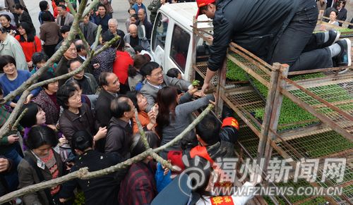 福州首次大規模免費贈花苗 市民2小時領走7萬株