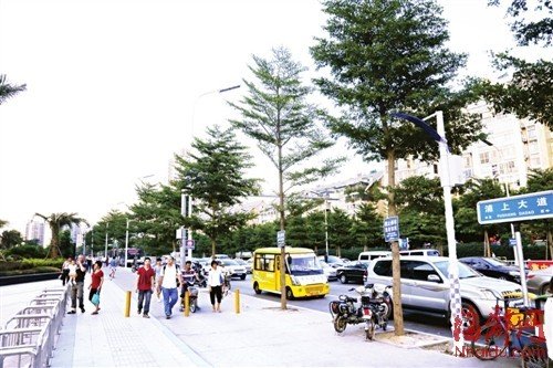 福州市區遮蔭大樹被移走 部門稱樹少是為透街景