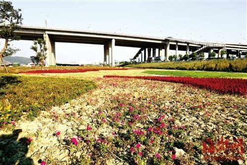 福州市區遮蔭大樹被移走 部門稱樹少是為透街景