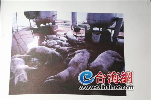 6萬公斤病死豬肉流向餐桌 涵蓋了廈漳龍等地