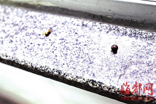 福州臺江農貿市場常遭氣槍擊 18厘厚玻璃布滿彈孔肇事者成謎