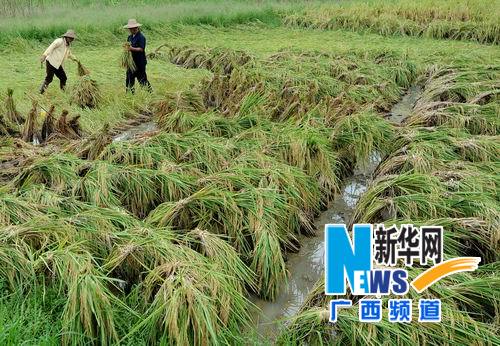 “韋森特”過后 廣西農民“雙搶”忙