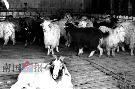 男子偽造合格證從疫區(qū)偷運活羊 問題羊被檢出布病