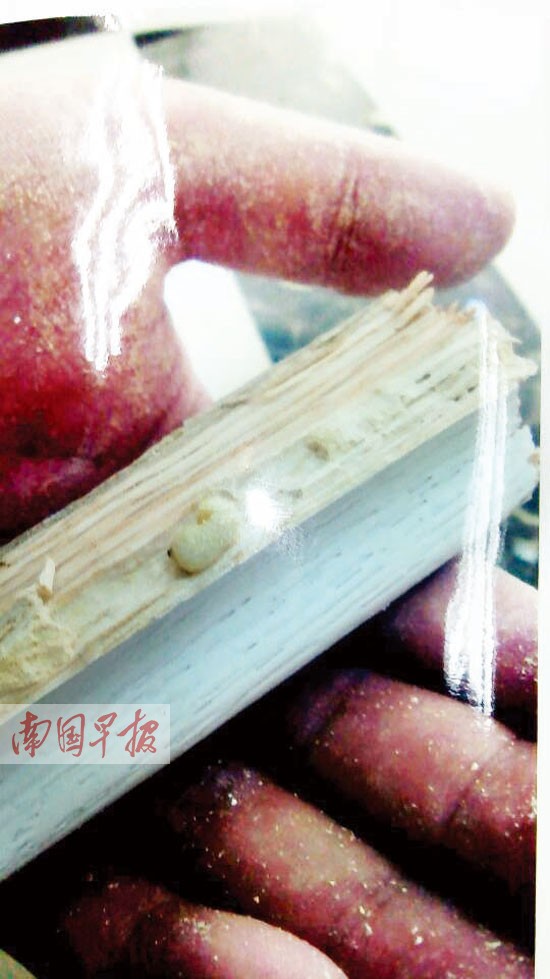 1塊板生蟲房主拆除所有板材索賠3萬 商家只賠一千