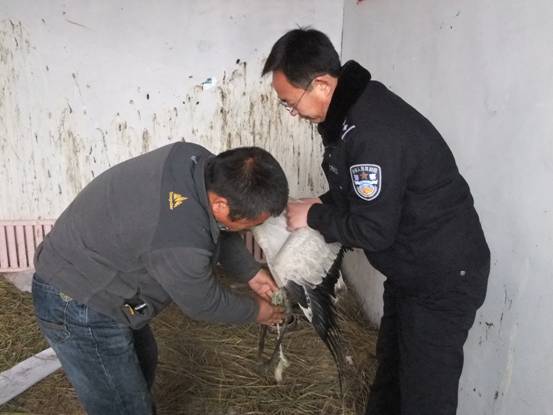 唐山樂亭用心呵護(hù)藍(lán)天上的精靈