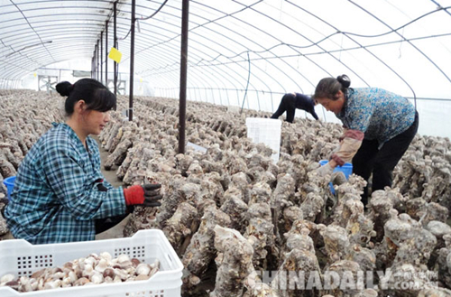 承德平泉：科技創新助力企業轉型升級