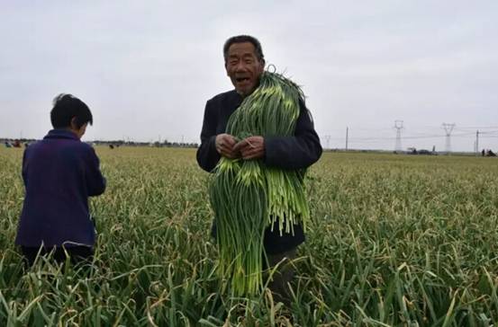 邯鄲永年縣十萬(wàn)畝蒜薹豐收蒜農(nóng)樂(lè)
