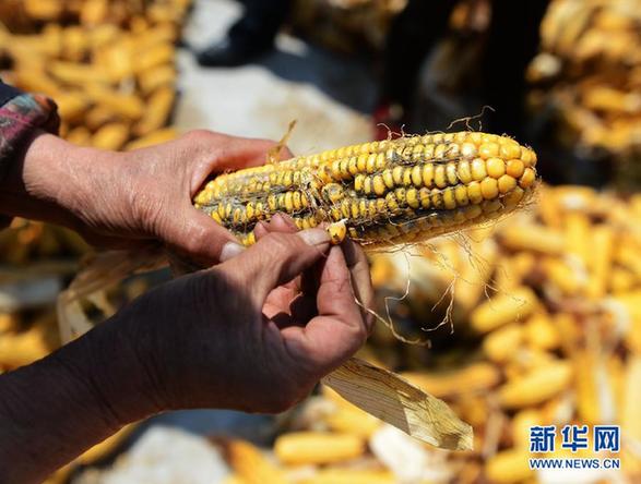 黑龍江：嚴重春澇催生“霉玉米”