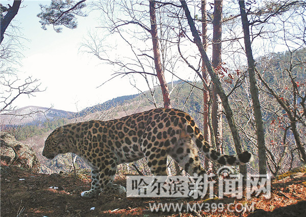 紅外相機拍到黑龍江省野生東北豹 比東北虎還要珍稀(圖)
