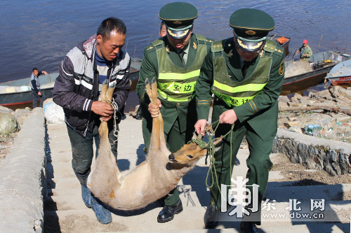 “傻狍子”獨自過江累夠嗆 警民成功施救放生