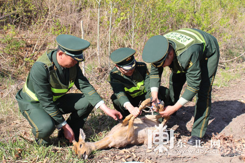 “傻狍子”獨自過江累夠嗆 警民成功施救放生