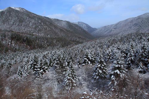 強冷空氣致神農架驟降“桃花雪”
