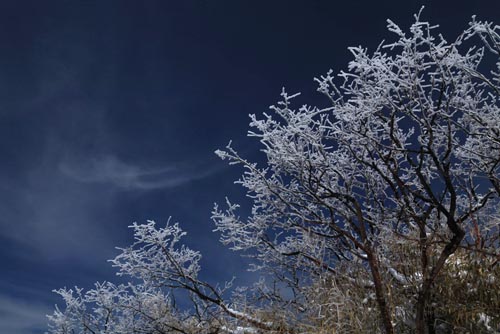 強冷空氣致神農架驟降“桃花雪”