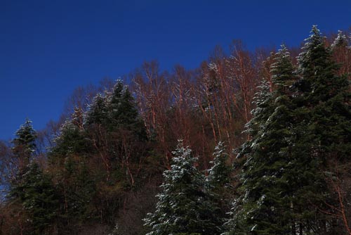 強冷空氣致神農架驟降“桃花雪”