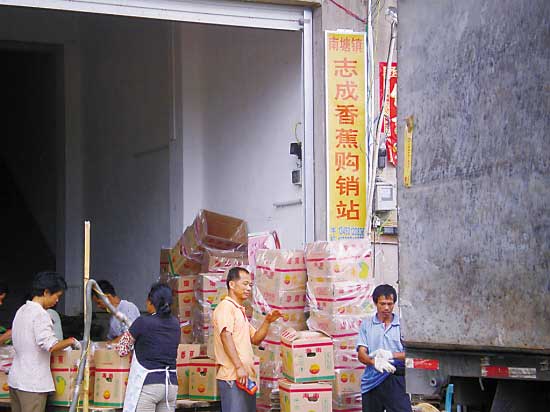 香蕉價(jià)格像坐“過(guò)山車” 蕉農(nóng)直嘆“暈了”(圖)