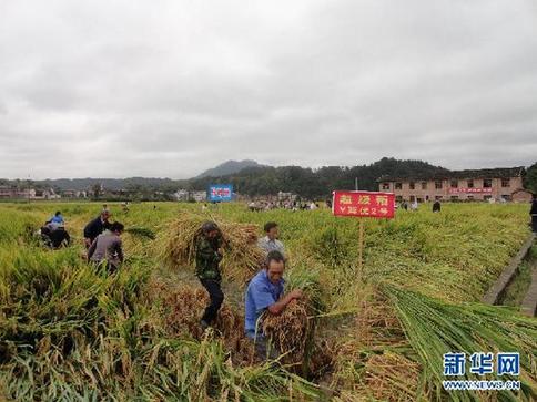 袁隆平畝產900公斤攻關試驗田收割測產