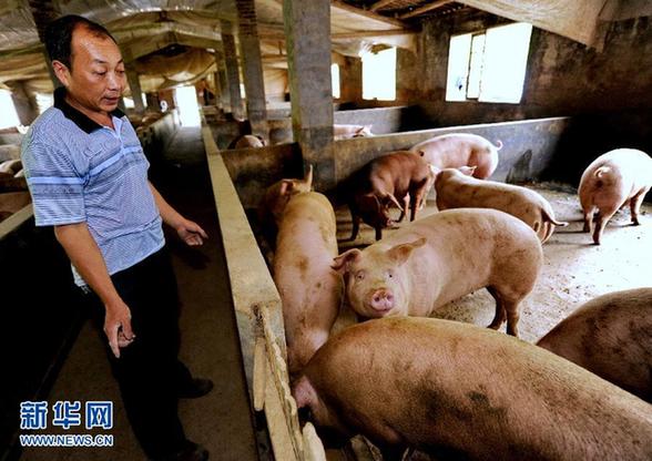 肉價(jià)回落 新一輪“豬周期”效應(yīng)觀察