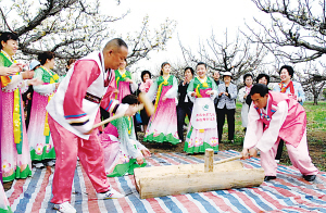 龍井梨花開(kāi)