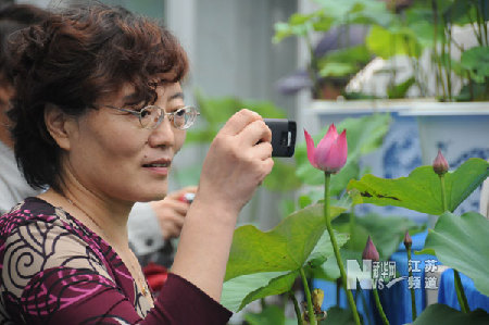 南京：莫愁湖公園荷花盛開