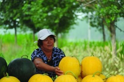 發(fā)揮西瓜產(chǎn)業(yè)優(yōu)勢 打造中國西瓜第一縣