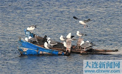 黑尾鷗堅守虎灘