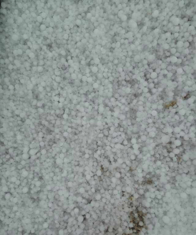 大連：冰雹來襲！個頭像玉米粒（圖）