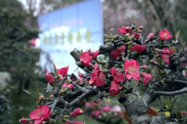 成都第八屆海棠花會掠影