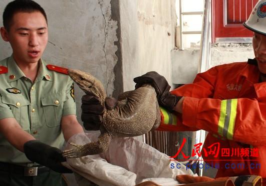 樂山居民樓驚現嗜血猛獸　生性好斗冷血力量大