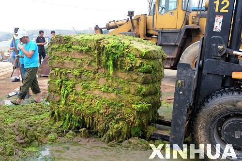 青島:滸苔治理用上“壓榨機(jī)”