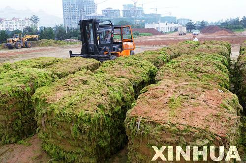 青島:滸苔治理用上“壓榨機(jī)”