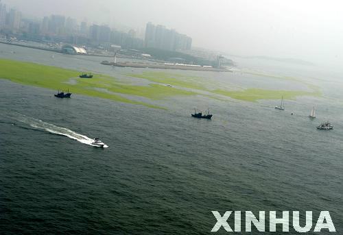 青島：航拍滸苔看災情