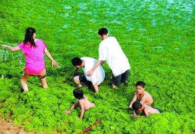 海洋專家:明年基本肯定可以“到青島看草原”