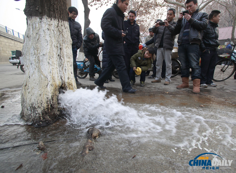 濟南首現大樹“吐水”奇觀