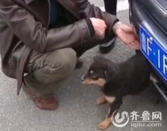 煙臺小狗倆后腿被卡保險杠里 車主鋸斷中網救狗